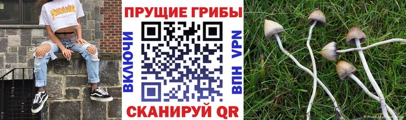где найти Азов Галлюциногенные грибы прущие грибы
